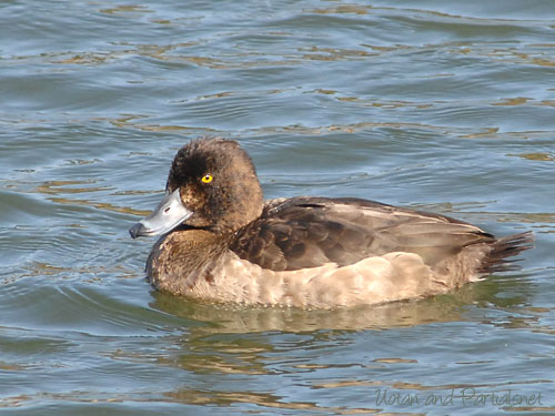 キンクロハジロ