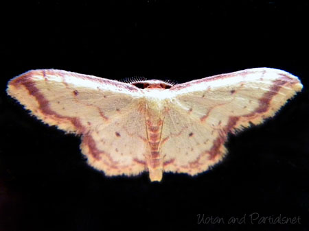 キオビベニヒメシャク