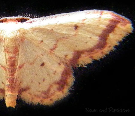 キオビベニヒメシャク