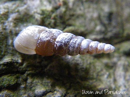 キセルガイの一種