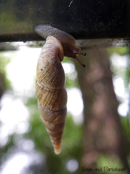 キセルガイの一種