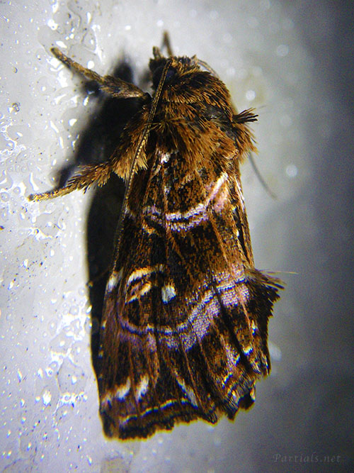 キスジツマキリヨトウ