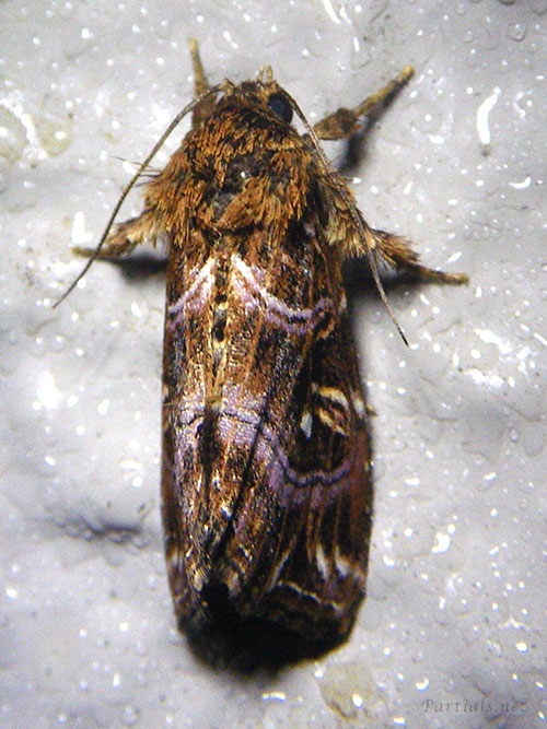 キスジツマキリヨトウ