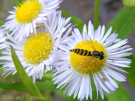 ミナミヒメヒラタアブ