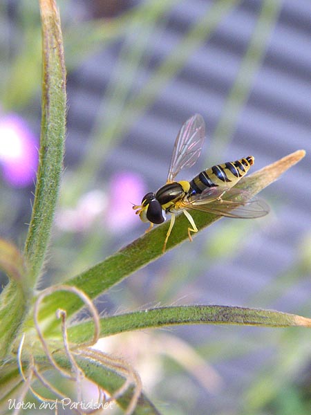 ミナミヒメヒラタアブ