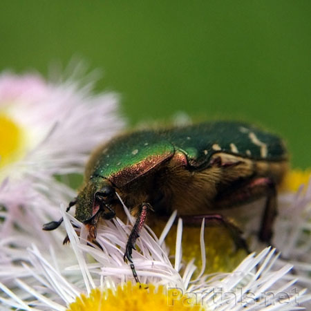 コアオハナムグリ