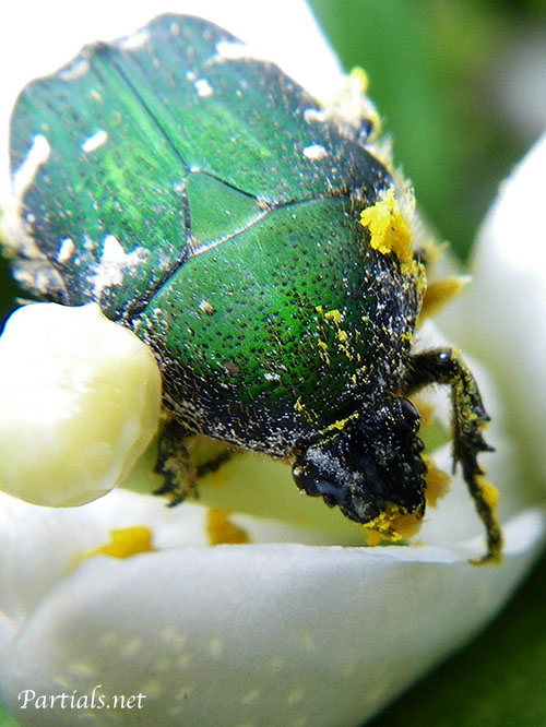 コアオハナムグリ