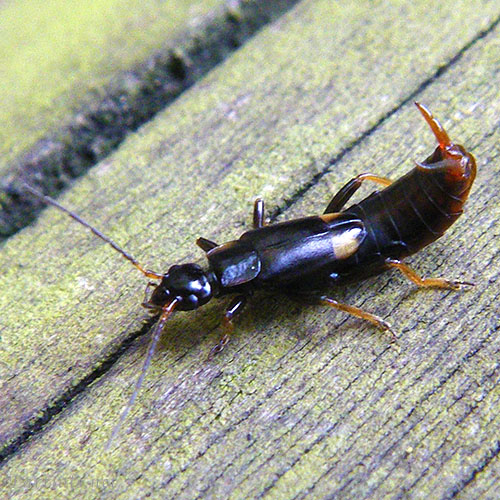 コブハサミムシ