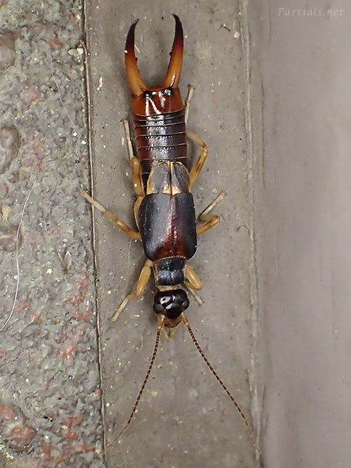 コブハサミムシのオス