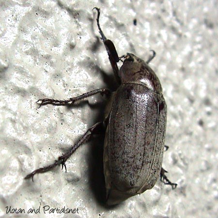 オオコフキコガネ