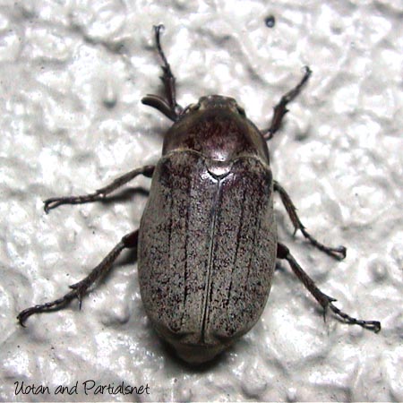 オオコフキコガネ