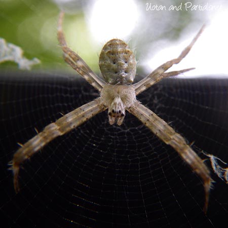 コガタコガネグモ？