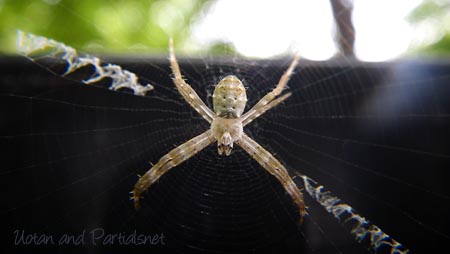 コガタコガネグモ？