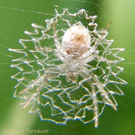 コガタコガネグモ？