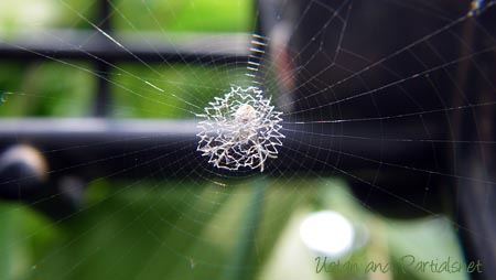 コガタコガネグモ？