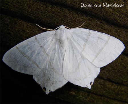 コガタツバメエダシャク