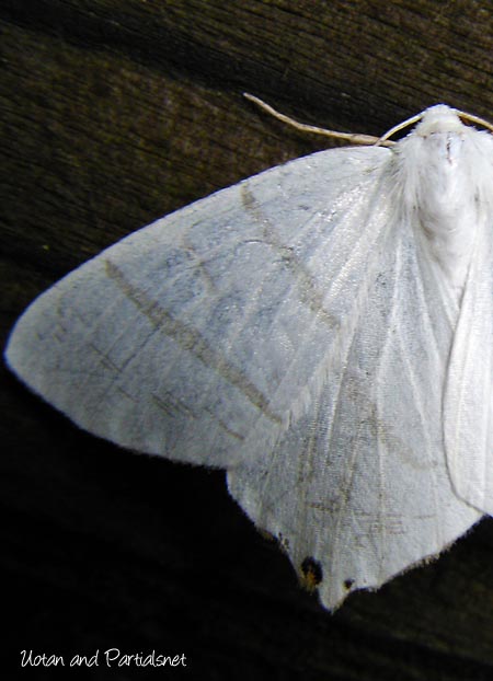 コガタツバメエダシャク