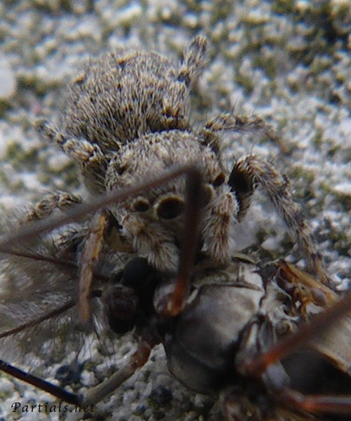 ヒトリコゲチャハエトリ