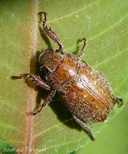 コイチャコガネ