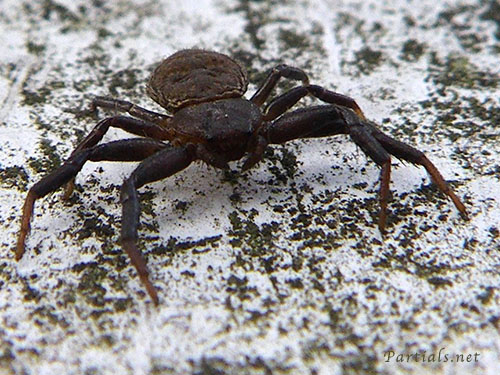 コカニグモ・雌