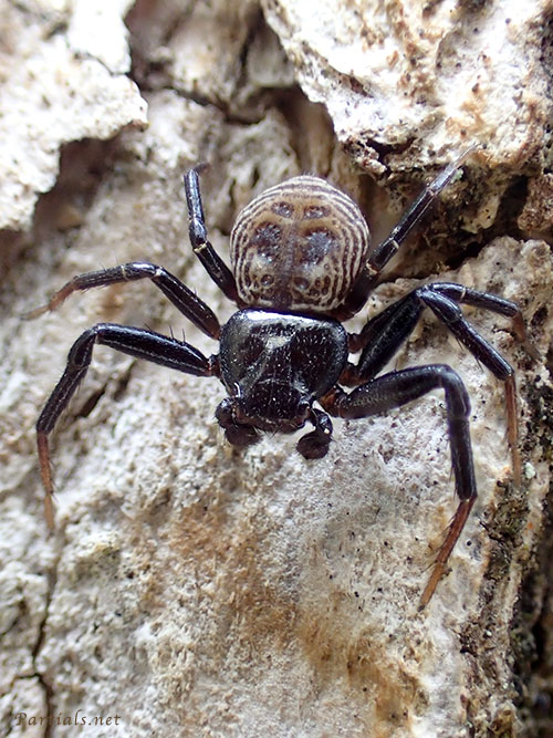 コカニグモ・雄