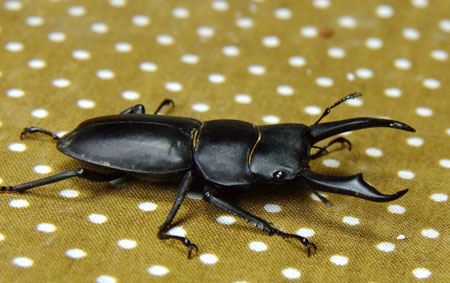 コクワガタのアゴが立派