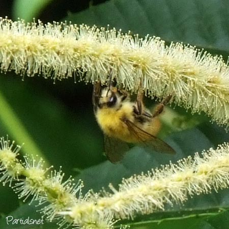 コマルハナバチ♂