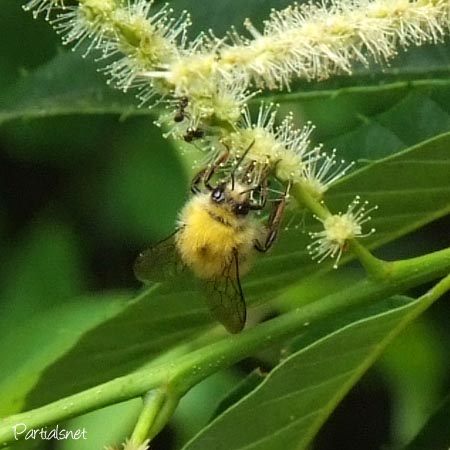 コマルハナバチ♂