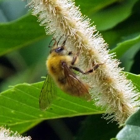 コマルハナバチ♂