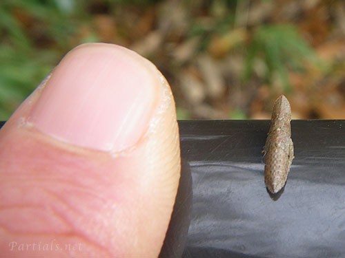 コミミズク幼虫