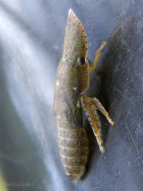 コミミズク幼虫