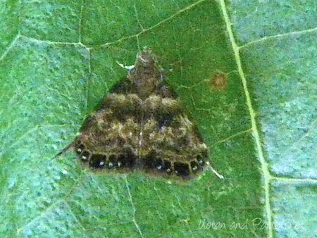 コミヤマミズオドリハマキモドキ