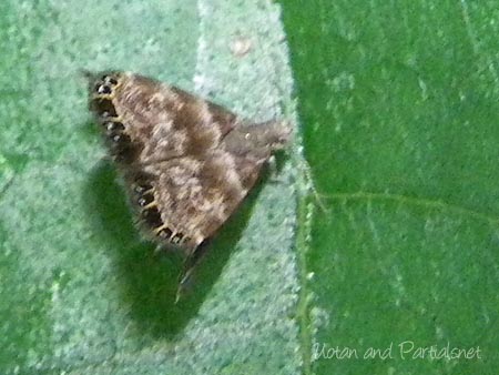 コミヤマミズオドリハマキモドキ