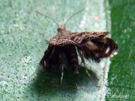 コミヤマミズオドリハマキモドキ