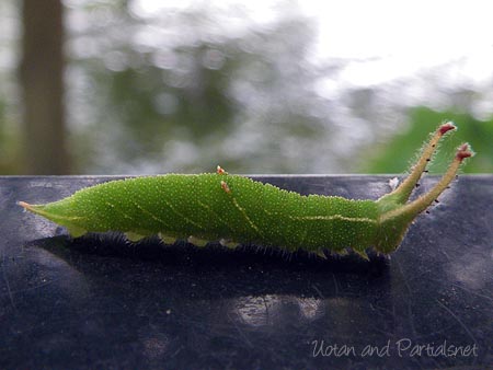 コムラサキ幼虫