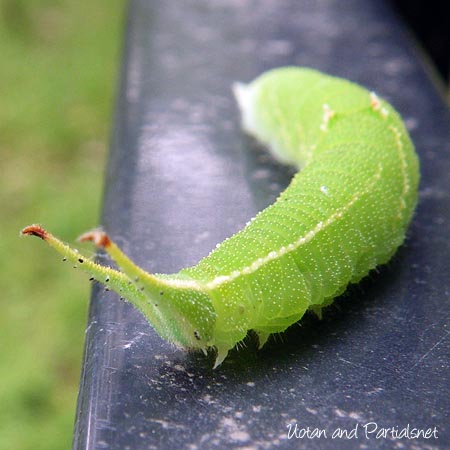 コムラサキ幼虫