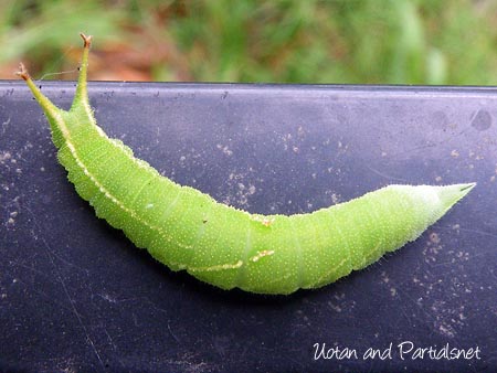 コムラサキ幼虫