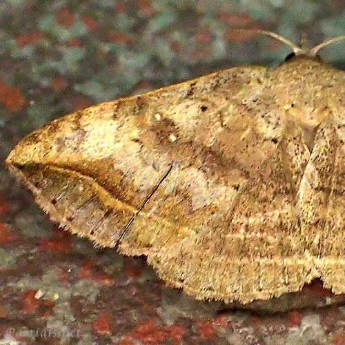 コウンモンクチバ