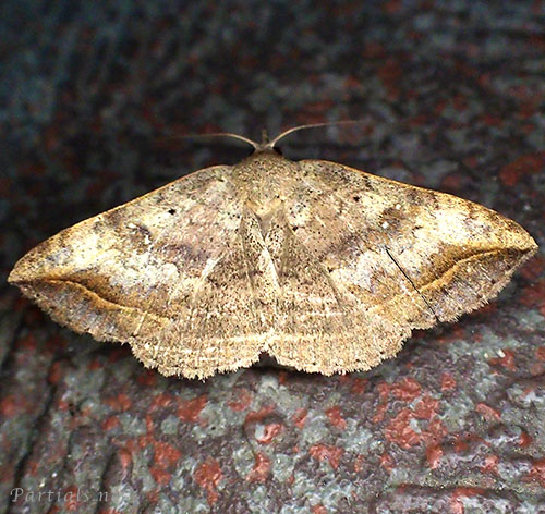 コウンモンクチバ