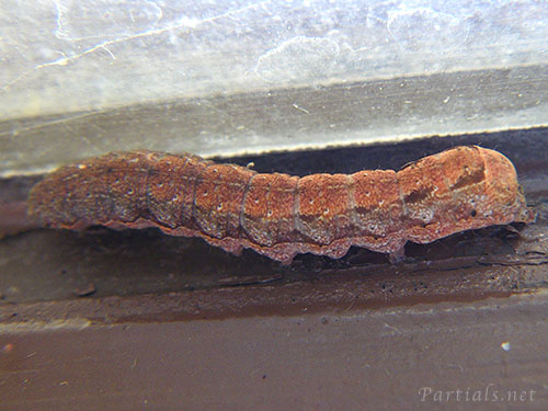 コウスチャヤガの幼虫