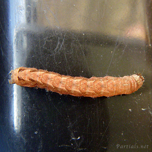 コウスチャヤガの幼虫