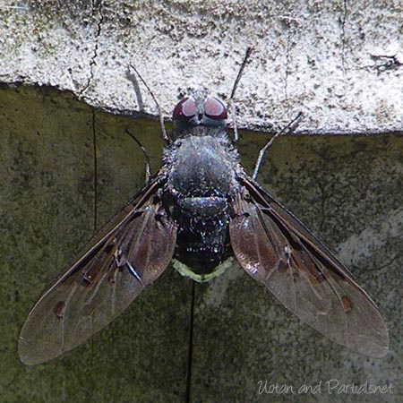 コウヤツリアブ