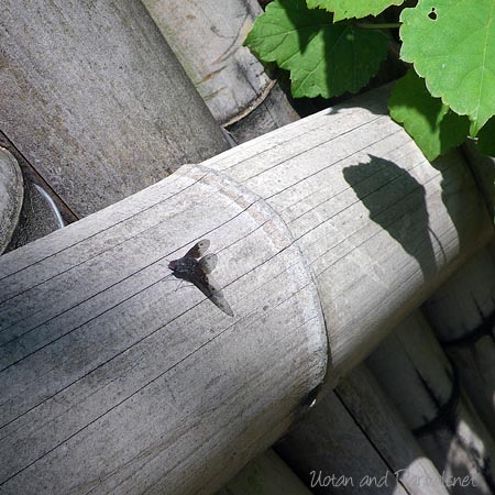 コウヤツリアブ