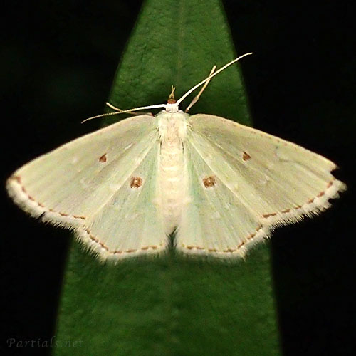 コヨツメアオシャク
