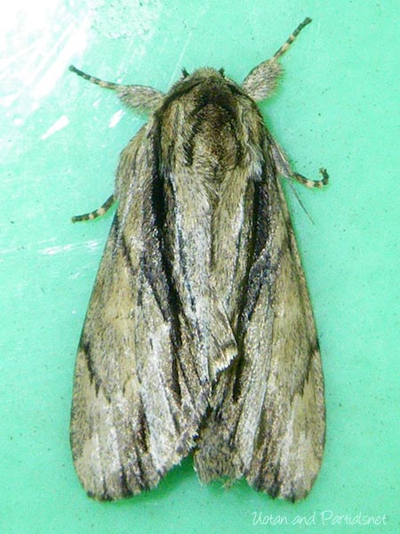 クビワシャチホコ