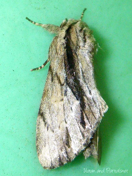 クビワシャチホコ