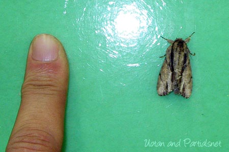 クビワシャチホコ