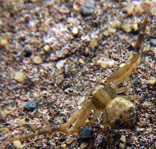 クマダハナグモ・オス