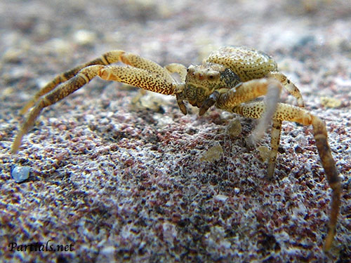 クマダハナグモ・オス