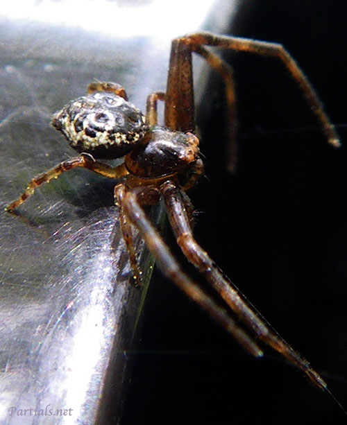 クマダハナグモ・オス